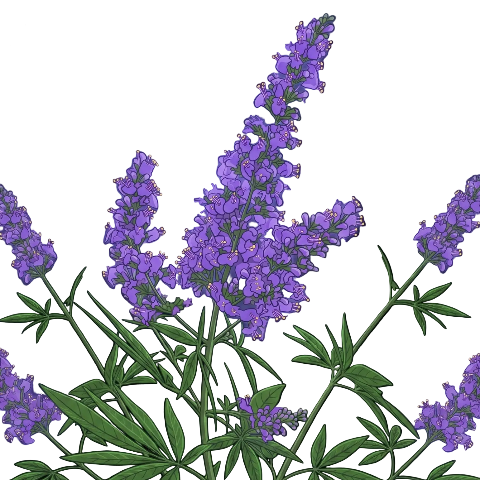 Nature's Answer Chasteberry Vitex Agnus Castus | 30 ml