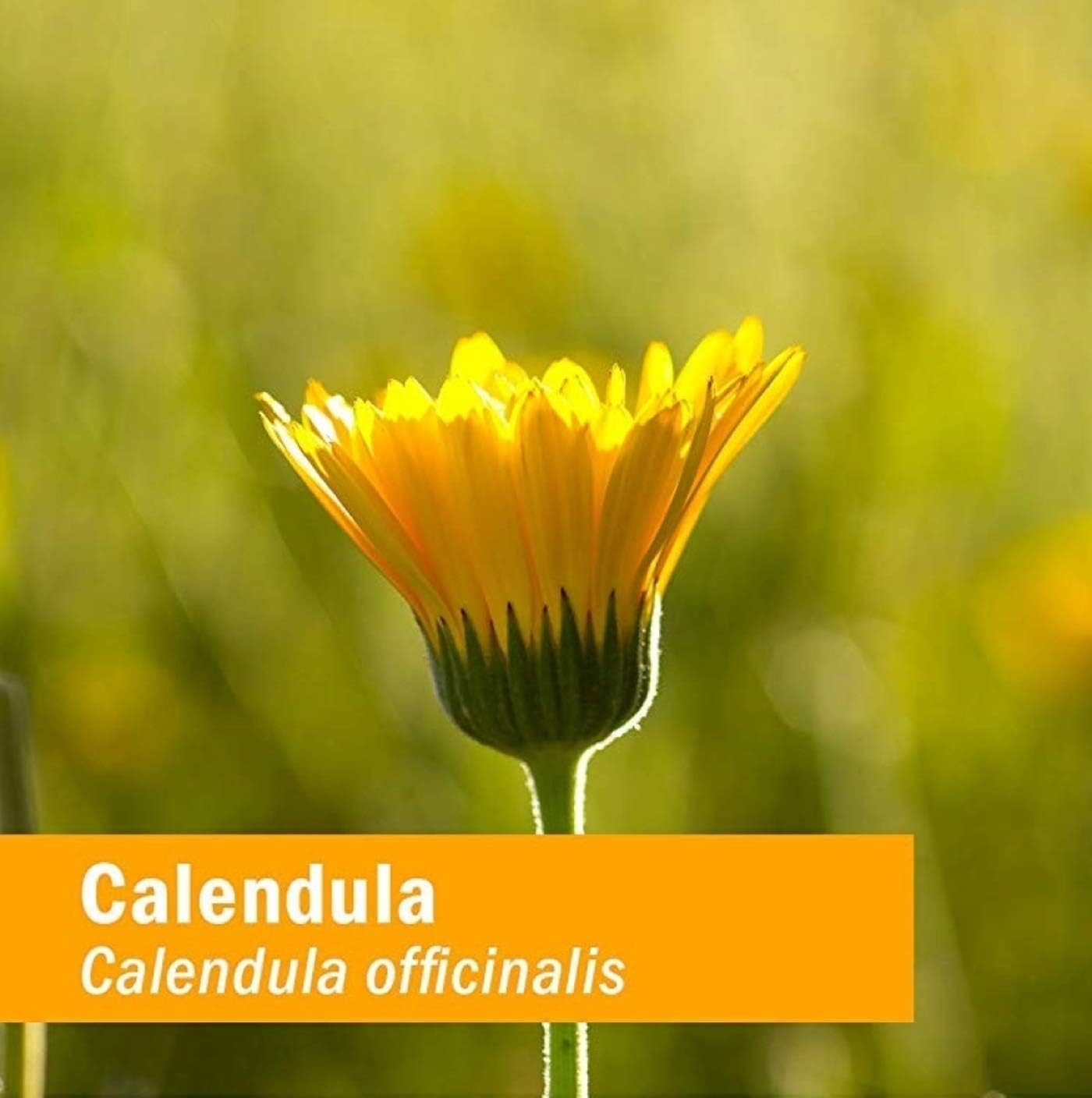 Herb Pharm Calendula Oil | 1 Oz
