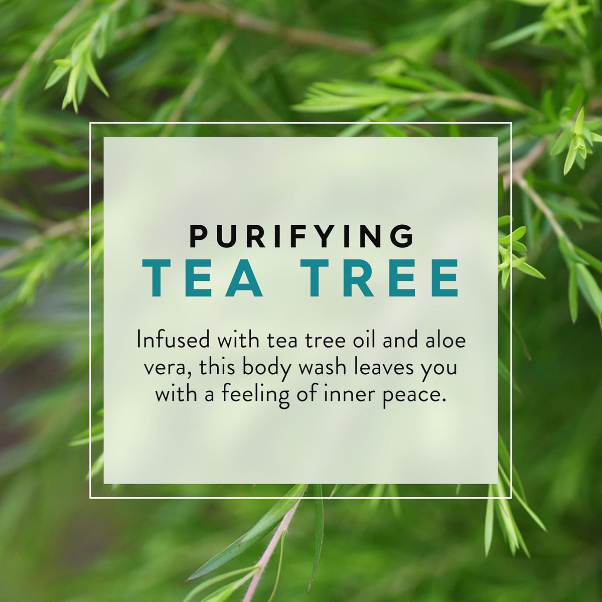 Jason Purifying Tea Tree Body Wash | 30 Oz (887 ml)